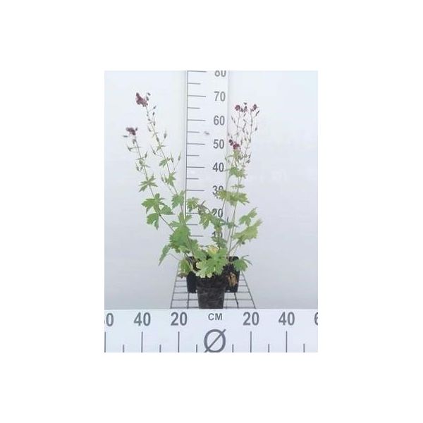 6 X Geranium Phaeum - Cranesbill - Vaso 9 X 9 Cm-image