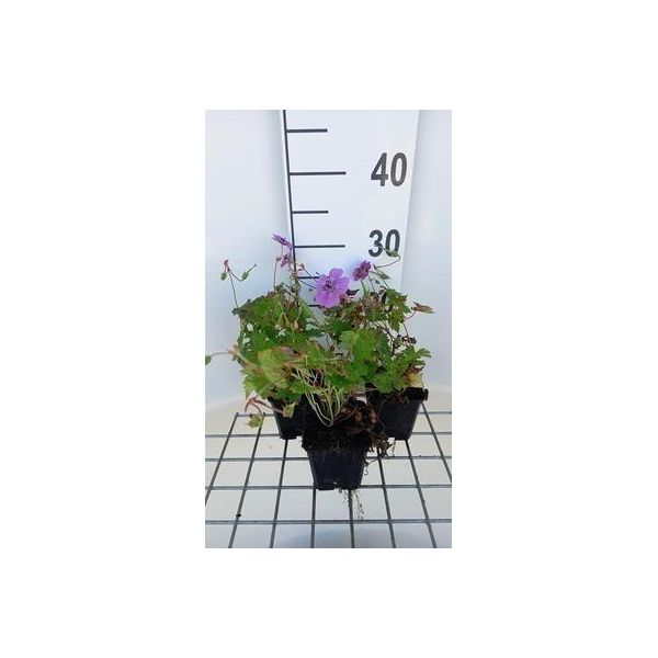 6 X Geranium Hybr. 'Pink Penny'® - Cranesbill - Vaso 9 X 9 Cm-image