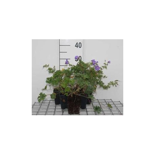 6 X Geranium Himalayense (Grandiflorum) - Cranesbill - Vaso 9 X 9 Cm-image