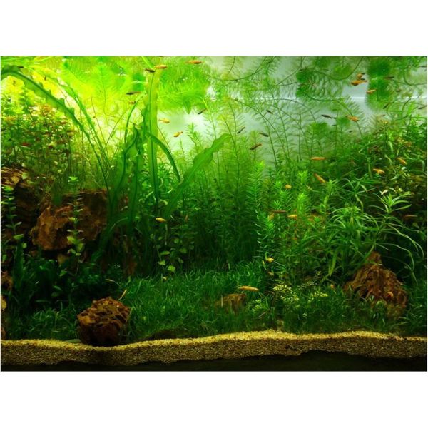 Poster Con Sfondo Acquario In Stile Erba Acquatica, Carta Decorativa Adesiva In Pvc (61 X 30 Cm)-image