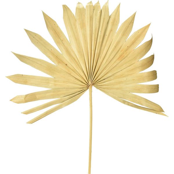 Palmspear Sun Natur Foglie Di Palma Fiori Secchi Decorazioni Ognissanti 30 Pezzi, 30 Pezzi-image