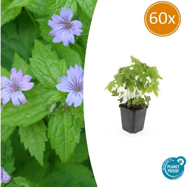 Geranium Nodosum - ↕10-25Cm - Ø9Cm - 60 Piante - Perenne Resistente E Tappezzante - Per L'ombra E L'ombra Parziale-image