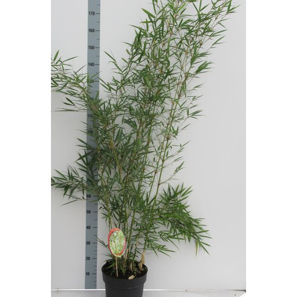 Fargesia Robusta Campbell Vaso Da 1L - Bambù Da Siepe - Bambù Zebra Sempreverde E Resistente Alto Circa 50 Cm-image