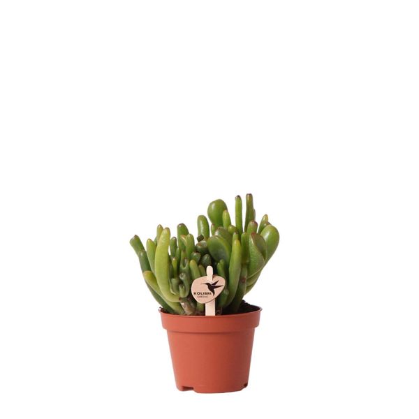 Kolibri Greens Pianta Verde Succulenta Crassula Hobbit Dimensioni Vaso 6Cm Pianta Verde Da Appartamento Fresca Di Vivaio-image