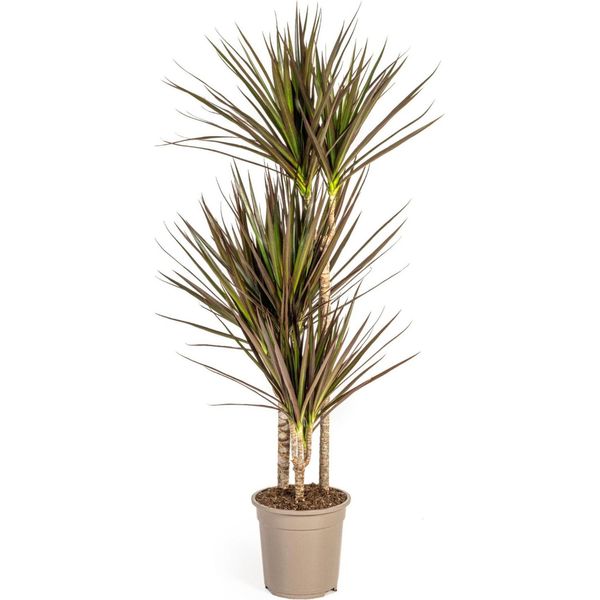 Dracaena Marginata Magenta 21Cm Fioritura - Altezza 110-130Cm-image