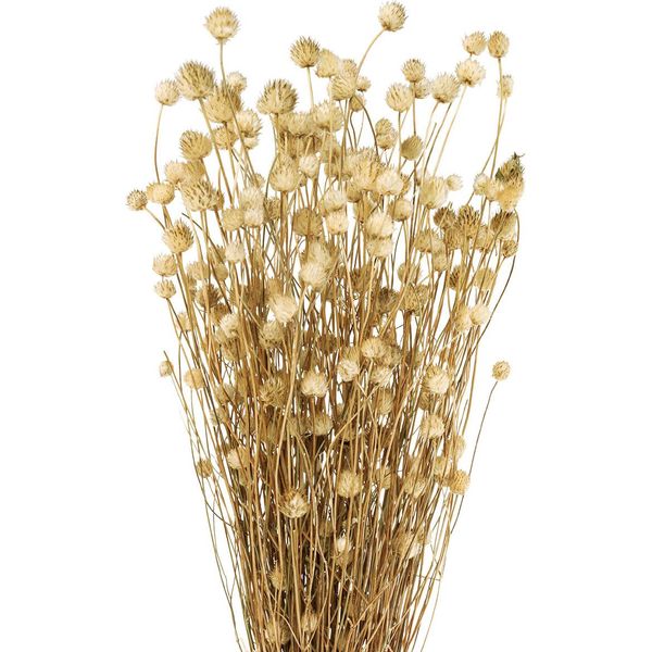 Decorazione Di Fiori Secchi Pianta Artificiale Essiccata Cardo Fragola Natura 60Cm 100G-image