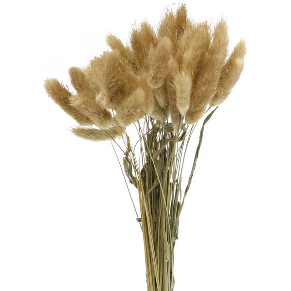 Fiori Secchi Lagurus Ovatus Erba Di Velluto Decorativa Per Composizioni Eleganti-image