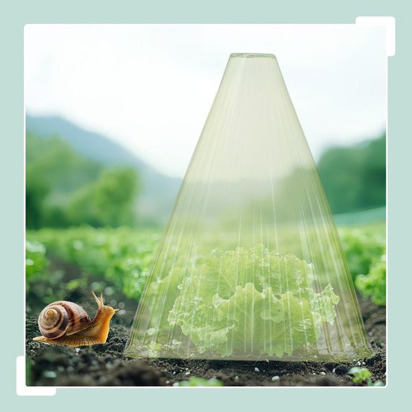 Campane Per Piante Da Giardino: Proteggono Le Piantine Dai Parassiti-image