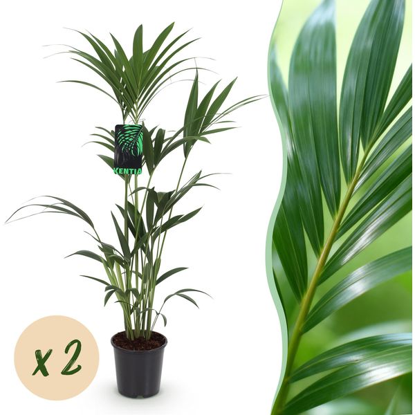 Howea Forsteriana - Palma Kentia - 2 Piante - 120-130Cm - 21Cm - Palme Da Interno Di Facile Manutenzione Con Eleganti Fronde - Piante Verdi Robuste E Purificatrici Dell'aria-image