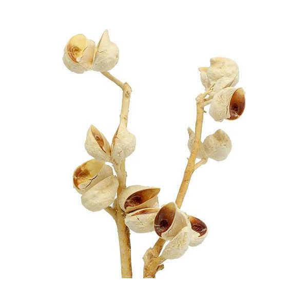Ramoscelli Di Hakea Sbiancati Medi 5-9 Teste, Fiori Secchi Per Decorazione E Fioritura Funebre, 25 Pezzi-image