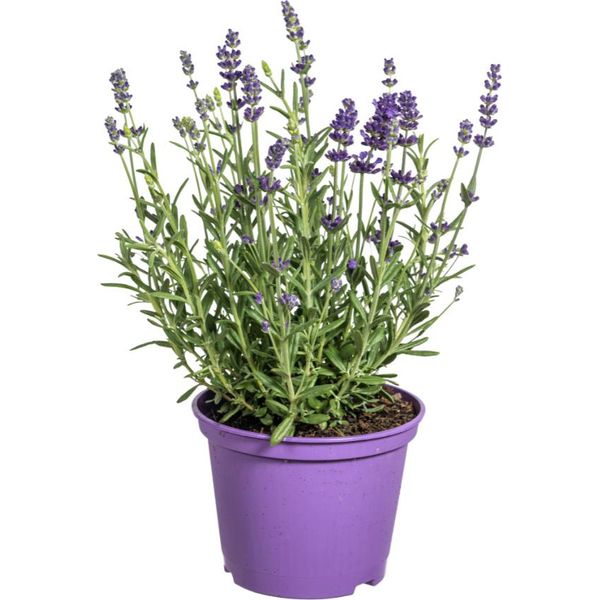 Lavanda Vera - Lavandula Angustifolia - Ø13Cm - ↕30-40Cm - 8 Piante - Pianta Da Giardino Profumata E Amica Delle Api - Per Aiuole, Balcone E Terrazza - Resistente E Facile Da Curare-image