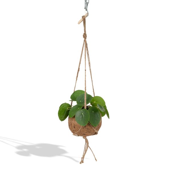 Hello Plants Pilea Peperomiodes Ufoplant - Vaso Ø 15 Cm - Altezza: 20 Cm-image