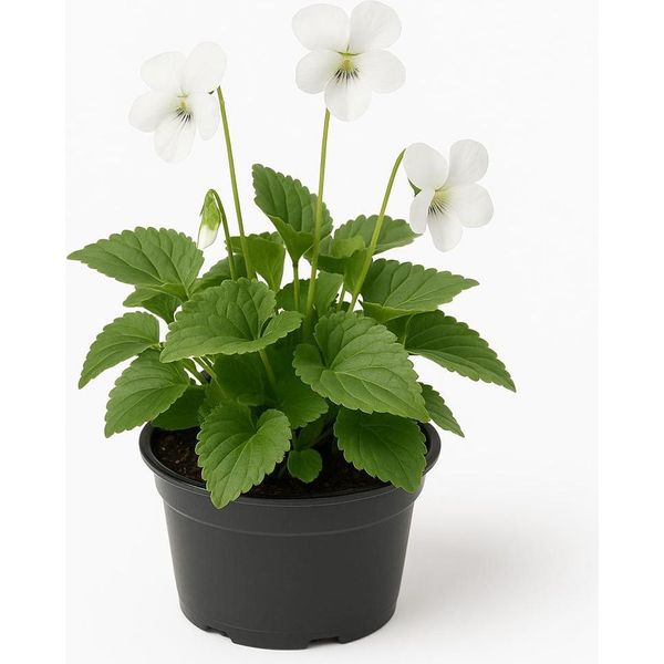 Viola Sororia 'Albiflora' - 6 Piante Perenni Viola - Piante Da Giardino Resistenti E Perenni A Fiore Bianco - Piante Perenni Primaverili Di Facile Cura Per Il Giardino E L'aiuola - Altezza Di Crescita 15 Cm - 12 Pezzi-image