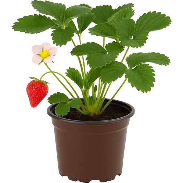 Fragola - Fragaria X Ananassa "Cambridge Favorite"" - 3 Piante - Fragola Tradizionale Da Giardino Dal Sapore Dolce E Aromatico - Varietà Robusta E Ad Alta Resa - Ideale Per Aiuole, Balconi E Letti Rialzati"-image