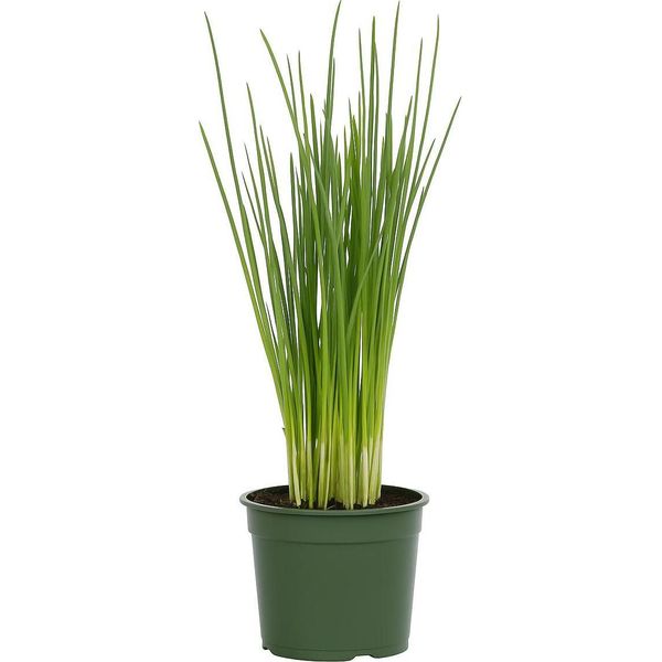 Erba Cipollina Allium Schoenoprasum - Perenne - Pianta Erbacea Resistente E Perenne - Erba Culinaria A Fiore Viola Per Giardino E Aiuole - Fiori Commestibili - Facile Da Curare E Aromatica-image