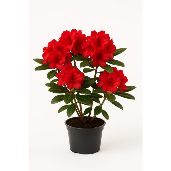 Rhododendron - Fioritura Rossa - Pianta Da Giardino Sempreverde Per Aiuole E Contenitori - Resistente, Facile Da Curare E Colorata - Ideale Per Luoghi Semi-Ombreggiati-image