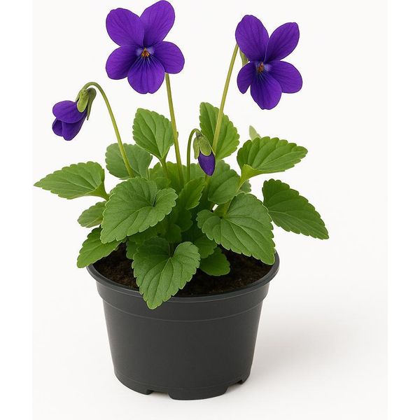 Viola Odorata 'KöNigin Charlotte' - Set Di 6 Piante Perenni Viola Profumate - Piante Da Giardino Dalla Fioritura Viola Scuro, Amiche Degli Insetti - Piante Perenni Resistenti E Facili Da Curare - Altezza Di Crescita 10 Cm - 24 Pezzi-image