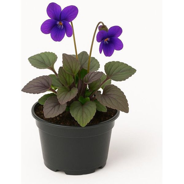 Viola Labradorica – 6 Piante Perenni Di Violetta – Piante Da Giardino Resistenti Al Freddo E Perenni Con Fiori Blu – Fogliame Rosso-Marrone – Piante Primaverili Facili Da Curare – Altezza 15 Cm – 36 Pezzi-image