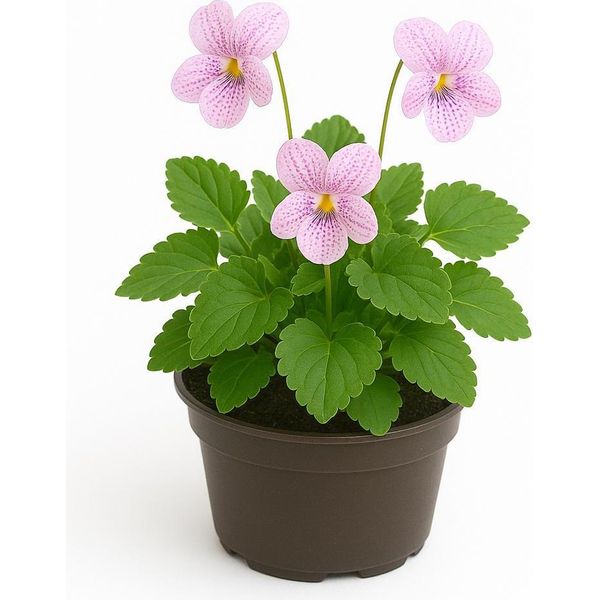 Viola Sororia 'Freckles' - 6 Piante Perenni Viola - Fioritura Primaverile Rosa Chiaro Per Il Giardino E Le Aiuole - Resistente, Facile Da Curare E Perenne - Altezza Compatta 15 Cm - 12 Pezzi-image
