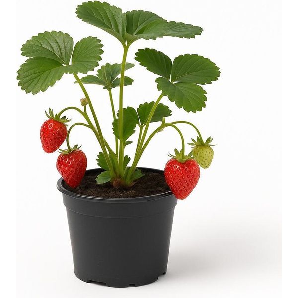 Fragola "Mara Des Bois"" (Fragaria X Ananassa) - 3 Piante - Fragola Mensile Dal Sapore Dolce-Aromatico Di Fragola Selvatica - Lungo Periodo Di Raccolta Giugno-Ottobre - Resistente All'inverno E Facile Da Curare"-image