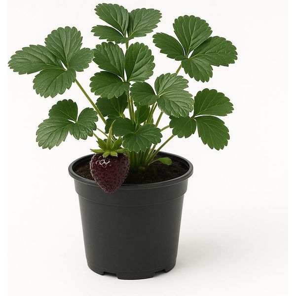 Fragola "Nerina"" (Fragaria X Ananassa) - Rarità Di Fragola Nera - 3 Piante - Frutti Dal Rosso Scuro Al Nero - Maturazione Tardiva E Molto Aromatica - Resistente E Facile Da Curare"-image