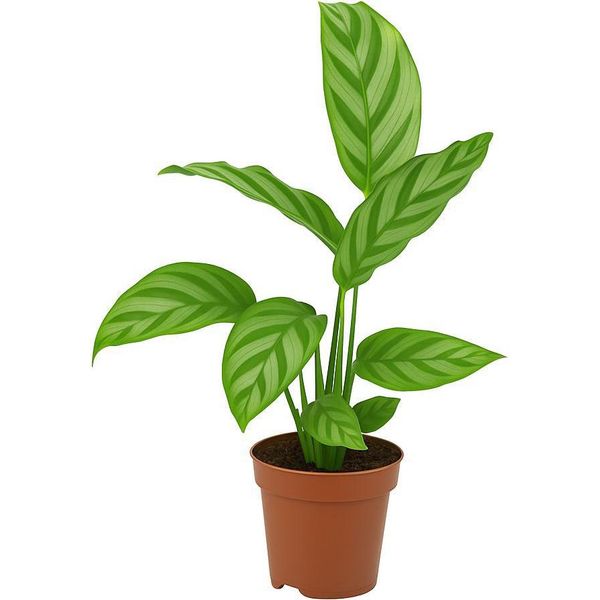 Calathea - Pianta Tropicale Da Appartamento Con Foglie Decorative - Pianta Da Ombra Che Purifica L'aria Per Il Soggiorno E L'ufficio - Facile Da Curare Ed Esotica-image