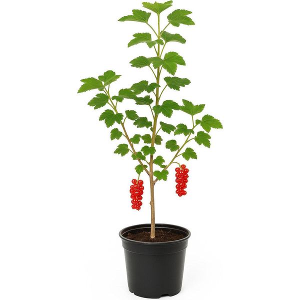Ribes Rubrum 'Rote VierläNder' - Ribes Rosso - Pianta Da Bacche Aromatiche E Ad Alto Rendimento Per Giardino E Siepe - Posizione Soleggiata - Pianta Da Frutto Resistente Per Consumo Fresco E Marmellata-image