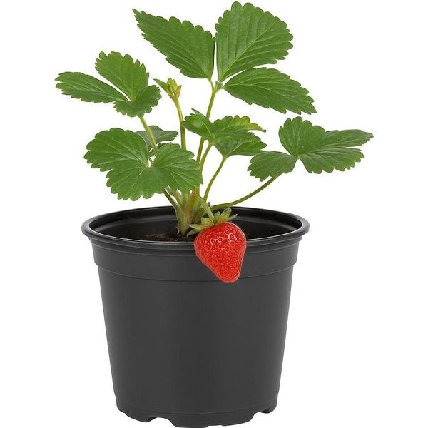 Fragaria - Lampone Fragola - 3 Piante - Rarità Rara Con Sapore Unico Di Lampone E Fragola - Frutti Aromatici - Resistente E Facile Da Curare Per Giardino E Balcone-image