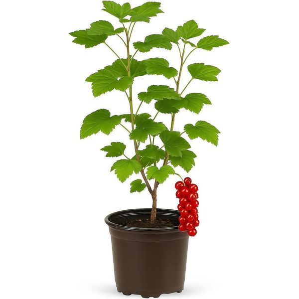 Ribes Rubrum 'Rolan' - Ribes Rosso - Pianta Da Bacche Aromatiche E Ad Alto Rendimento Per Giardini E Siepi - Facile Da Curare, Robusta E Resistente - Maturazione Dei Frutti A Metà Luglio-image