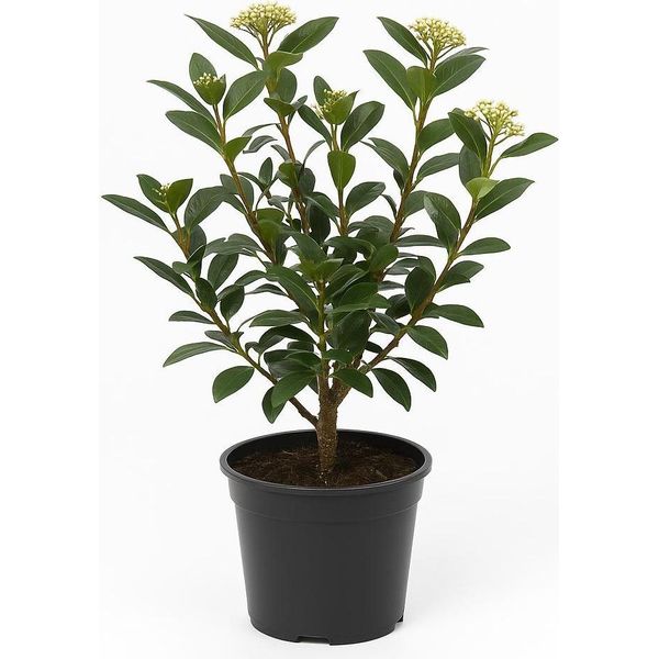 Viburnum Tinus - Palla Di Neve A Foglie Di Alloro - Arbusto Ornamentale Sempreverde Con Fiori Bianchi E Frutti Ornamentali Profumati - Resistente, Facile Da Curare E Ideale Per Giardino, Patio E Contenitori-image