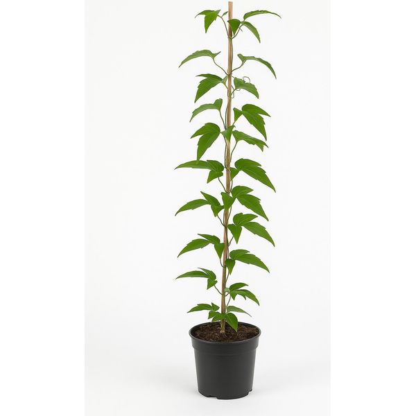 Clematis X Jackmanii - Clematide Con Fiori Viola-Violacei - Pianta Rampicante Resistente Per Giardino, Recinto E Pergola - Fioritura, Facile Da Curare E Rispettosa Degli Insetti-image