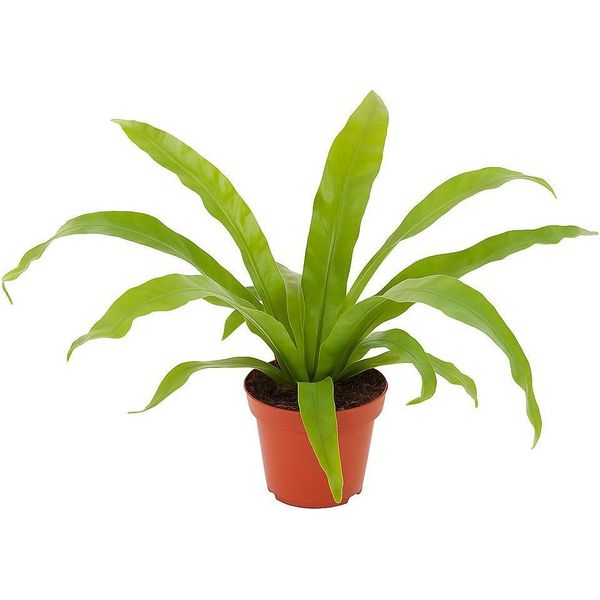 Felce Del Nido (Asplenium Nidus) - Felce Decorativa A Strisce Con Foglie Verdi Lucide - Pianta D'appartamento Facile Da Curare Per Ambienti Leggeri E Ombreggiati - Purificante Dell'aria E Robusta - 3 Piante-image