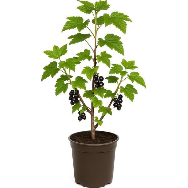 Ribes Nigrum 'Hedda' - Ribes Nero - 6 Piante - Pianta Da Bacche Resistenti E Ad Alto Rendimento Per Giardino E Siepe - Frutti Aromatici A Luglio - Ideale Per Marmellata E Consumo Fresco-image