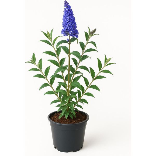 Buddleja Davidii 'Ellen's Blue' - Lillà Estivo / Arbusto Delle Farfalle - Fiori Blu-Viola, Fortemente Profumati E Adatti Agli Insetti - Resistente E Facile Da Curare Per Giardino, Aiuole E Contenitori-image