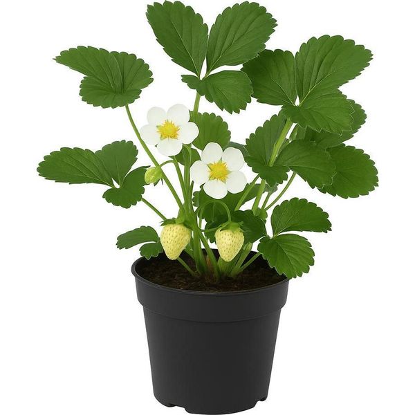Fragola - Fragaria X Ananassa "Pineapple Coconut Strawberry"" - 3 Piante - Rara Fragola Bianca Con Sapore Di Ananas E Cocco - Perenne E Resistente - Varietà Aromatica Per Giardino E Balcone"-image