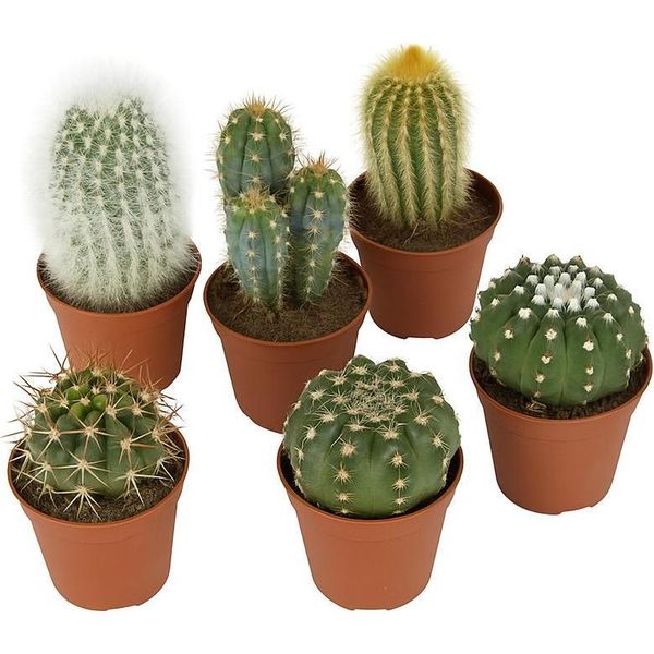 Set Di Cactus - Mix Di 6 Specie Diverse - Piante Grasse Di Facile Manutenzione Per Ambienti Soleggiati - Piante D'appartamento Ideali Per Davanzali, Uffici E Giardini D'inverno - Robuste E Decorative-image