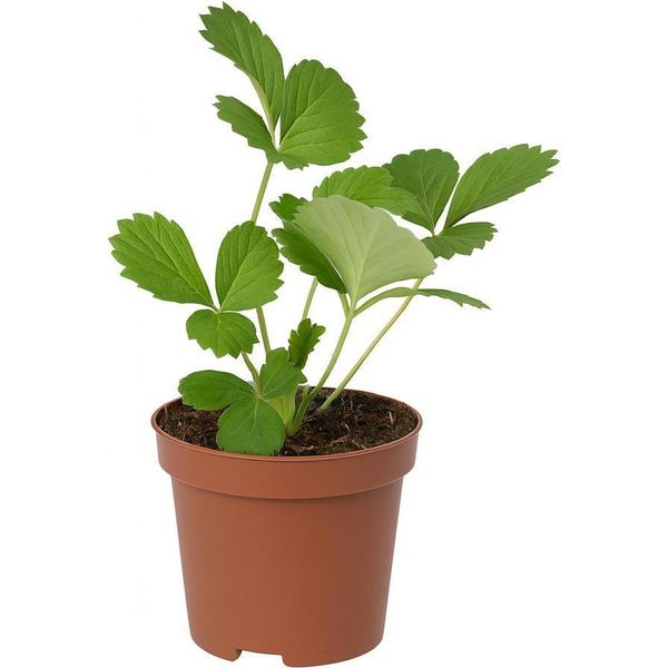 Fragola Fragaria X Ananassa Liebliche Della Signora Ladikova - 3 Piante - Fragola Da Giardino Dolce-Aromatica - Da Soleggiata A Semi-Ombreggiata - Raccolta Precoce In Giugno - Per Aiuole, Balconi E Letti Rialzati-image