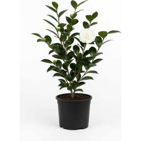 Camelia Bianca (Camellia Japonica) - Pianta Ornamentale Sempreverde E Resistente 50/60 Cm - Eleganti Fiori Bianchi, Facile Da Curare E Resistente Al Gelo Fino A -20°C - Ideale Per Giardino, Vasca E Patio-image
