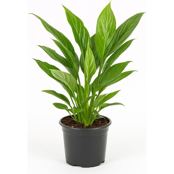 Spathiphyllum Bellini - 3 Piante - Piante D'appartamento Eleganti E Purificanti Con Fiori Bianchi - Facili Da Curare, Durature E Decorative - Ideali Per Ufficio, Soggiorno E Bagno-image