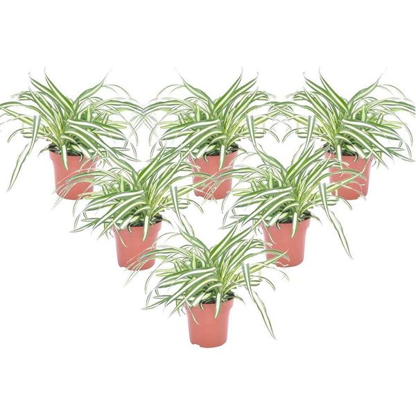 Pianta Ragno - 6 Pezzi - Chlorophytum Comosum 'Atlantic' - A25-40Cm - ⌀12Cm-image