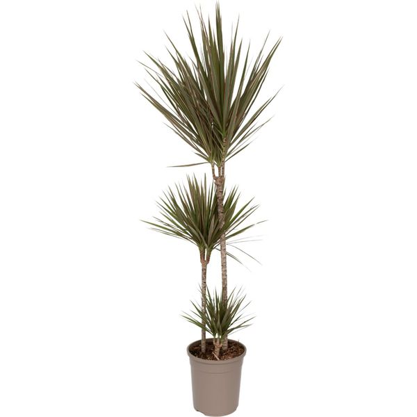 Dracena - Dracaena Marginata 'Bicolor' - Altezza 110-130Cm - ⌀24Cm-image