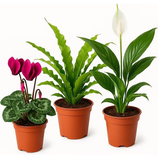 Piante Stagionali 3 Piante – Mix Di Piante Decorative Da Interno – Selezione Casuale A Seconda Della Stagione – Ideali Per Soggiorno, Ufficio E Idee Regalo – Facili Da Curare E Combinabili In Modo Versatile-image