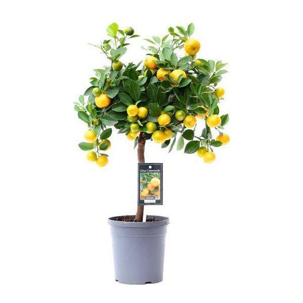 Arancio - Calamondin - 45Cm - ø15 - Pianta Di Agrumi Compatta Per Interni Ed Esterni - Arancio Da Interno Di Facile Manutenzione Con Frutti Decorativi - Ideale Per Luoghi Soleggiati-image