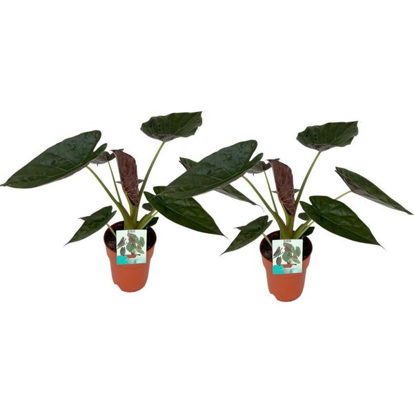 Orecchio Di Elefante - Alocasia Wentii - Pianta Da Appartamento Ø19Cm - Alta Circa 85Cm - 2 Piante - Pianta Ornamentale Tropicale Con Grandi Foglie Verdi E Parte Inferiore Viola - Per Il Soggiorno E L'ufficio-image