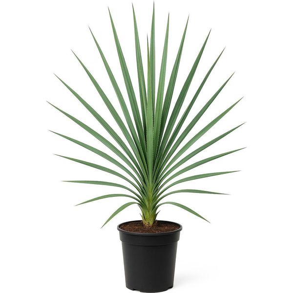 Yucca Filamentosa - Giglio Delle Palme - 6 Piante - 150 Cm - Perenne Da Giardino Con Fiori Bianchi - Pianta Ornamentale Perenne E Facile Da Curare Per Giardino E Aiuole - Pianta Robusta Per Posizioni Soleggiate - 36 Pezzi-image