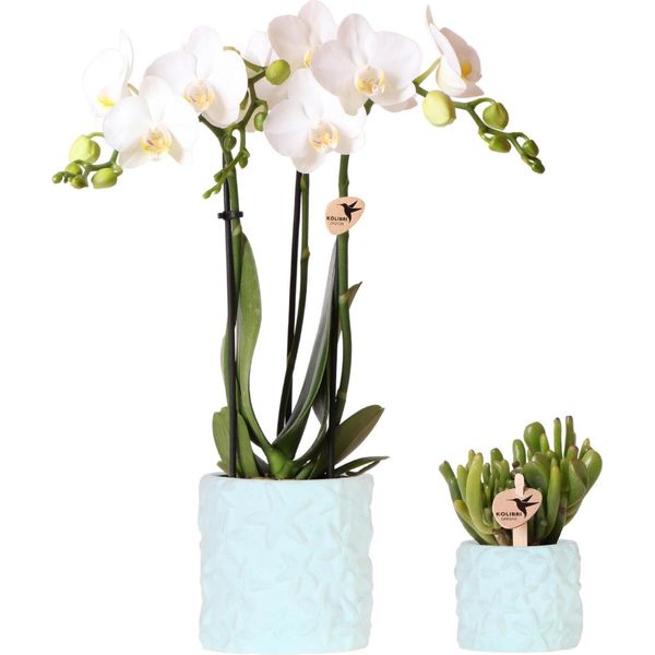 Set Di Piante Star Fish Blue - White Phalaenopsis Orchidea E Succulente - Inclusi Eleganti Vasi Decorativi In Ceramica - Idea Regalo - Decorativa E Facile Da Curare - Set Di Piante Da Appartamento-image