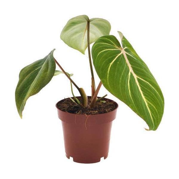 Philodendron Selloum Atom - Amico Albero - Ø12Cm - Altezza Circa 25Cm - Pianta D'appartamento Compatta Con Foglie Divise Di Colore Verde Intenso - Pianta Verde Facile Da Curare E Che Purifica L'aria Per Soggiorno, Ufficio E Camera Da Letto-image