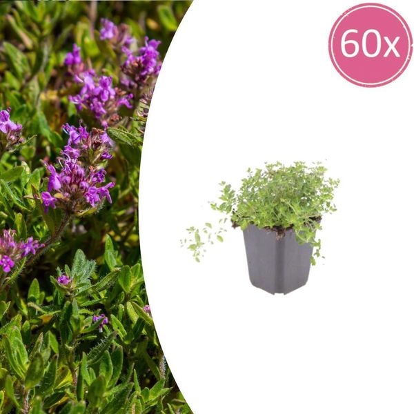 Thymus Serpyllum Set - 60 Piante Ø9Cm - Timo Profumato Della Sabbia - Resistente Alla Siccità In Inverno E A Bassa Crescita - Per I Vialetti Del Giardino, Le Giunture In Pietra E La Terrazza-image