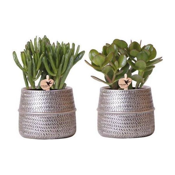 Set Di 2 Succulente In Vasi Ornamentali In Ceramica Argentata Con Scanalature - Ø9 Cm - Crassula Hobbit E Crassula Ovata Di Facile Cura - Piante D'appartamento Decorative Per Casa E Ufficio-image