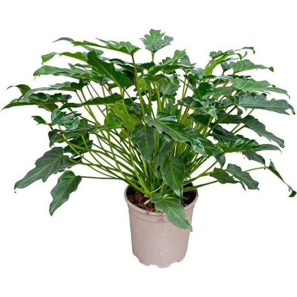 Philodendron Xanadu - 60 Cm - Pianta D'appartamento Compatta Con Fogliame Piumoso - Verde Tropicale Per Spazi Abitativi E Uffici - Facile Da Curare E Decorativa-image
